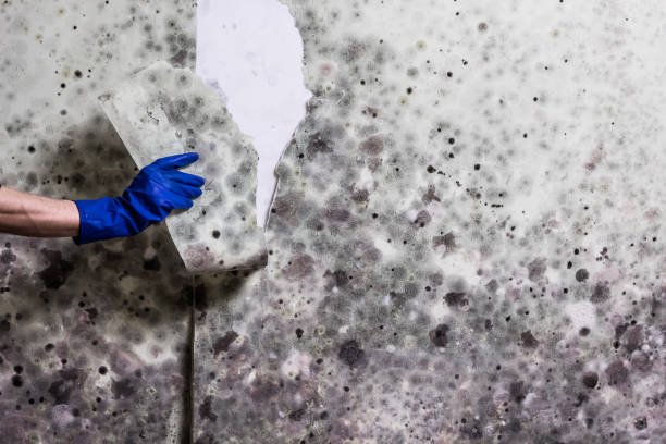 Best Commercial Mold Removal  in New Cordell, OK