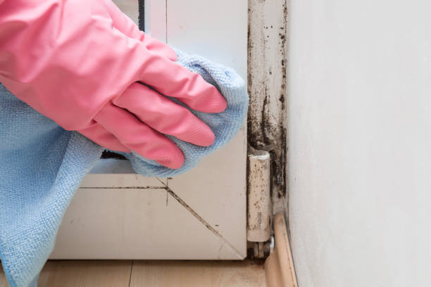 Best Local Mold Removal Service  in New Cordell, OK